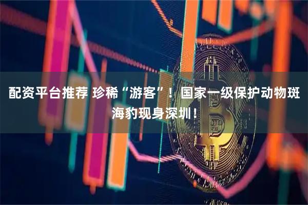 配资平台推荐 珍稀“游客”！国家一级保护动物斑海豹现身深圳！